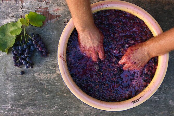 Florence: Wine Making Private Experience In a Vineyard in Tuscany - Practical Details & Considerations