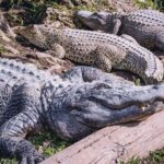 Florida Everglades Airboat Adventure plus Miami Biscayne Bay Cruise - The Practicalities