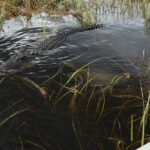 Florida Everglades Private Night Airboat Ride Tour - Final Thoughts