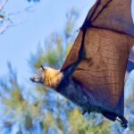 Flying Fox Experience, Thousands of Australia's Largest Bat - A Deep Dive Into the Flying Fox Experience
