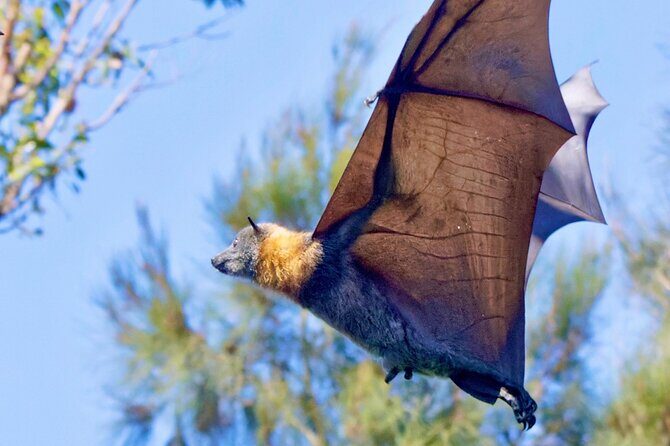 Flying Fox Experience, Thousands of Australia's Largest Bat - A Deep Dive Into the Flying Fox Experience