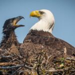 Focus on Haines Private Nature / Photography tour - Who Will Love This Tour?