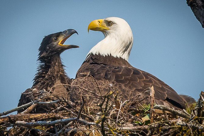 Focus on Haines Private Nature / Photography tour - Who Will Love This Tour?