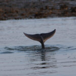 Folly Beach Dolphin Viewing Boat Excursion - Final Thoughts: The Value of Water-Based Wildlife Watching