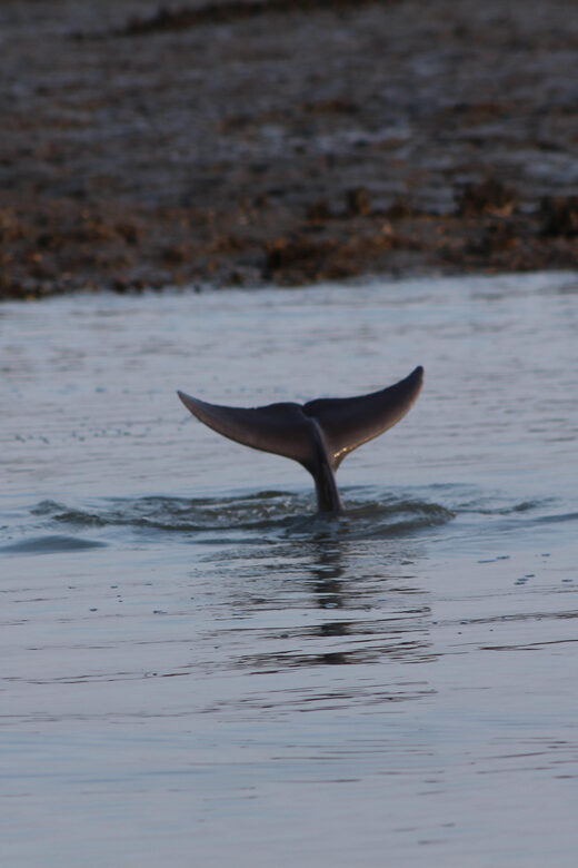 Folly Beach Dolphin Viewing Boat Excursion - Final Thoughts: The Value of Water-Based Wildlife Watching