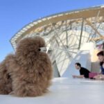 Fondation Louis Vuitton: Ticket Entry & Private Tour - Who Would Enjoy This Tour?