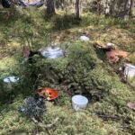 Forest Bathing in Stockholm nature with certified guide - Final Thoughts