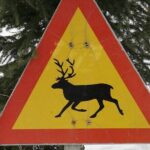 Forest Trail Reindeer Safari - An In-Depth Look at the Forest Trail Reindeer Safari