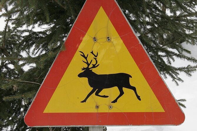 Forest Trail Reindeer Safari - An In-Depth Look at the Forest Trail Reindeer Safari