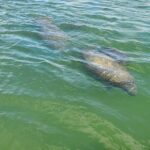 Fort Myers Beach Dolphin & Sightseeing Tour Refreshments Included - The Experience in Detail