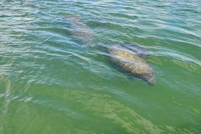 Fort Myers Beach Dolphin & Sightseeing Tour Refreshments Included - The Experience in Detail