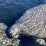 Fort Myers: Guided Standup Paddleboarding or Kayaking Tour - A Closer Look at the Experience