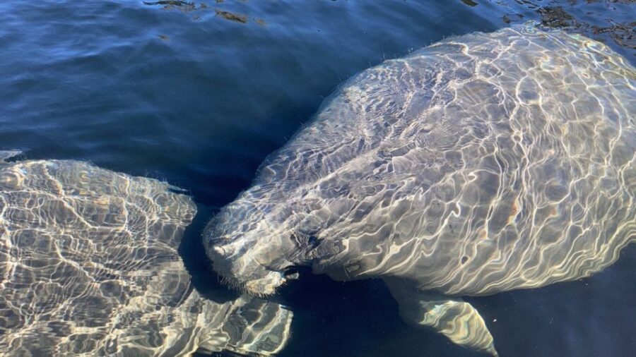 Fort Myers: Guided Standup Paddleboarding or Kayaking Tour - A Closer Look at the Experience