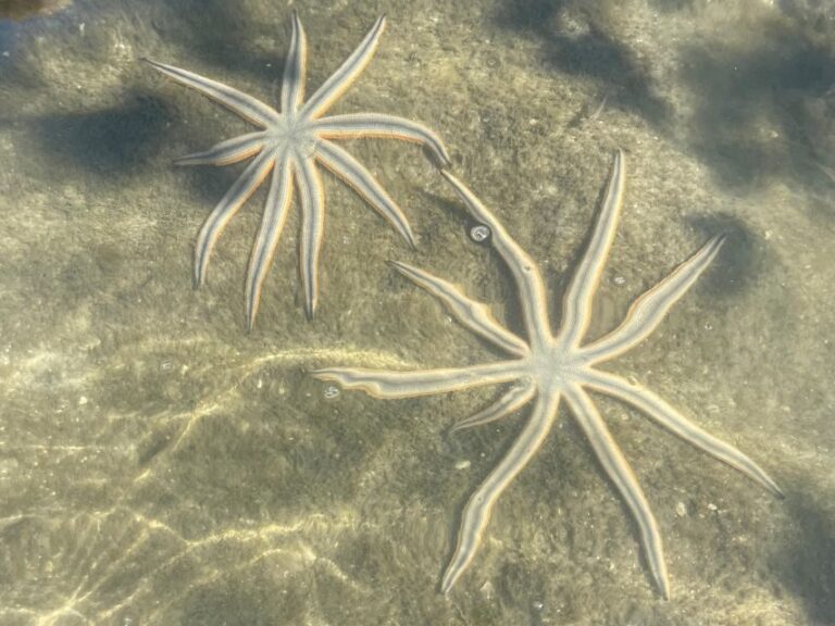 Fort Pierce: 8-hr Jungle and Lagoon passage to Ocean in FL - The Sum Up