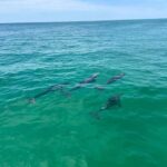 Fort Walton Beach: Emerald Coast 2-hour Dolphin Cruise - Final Summary