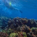 Four Winds Molokini Snorkeling Tour from Maalaea Harbor - Final Thoughts