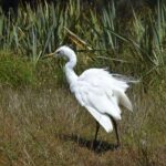 Franz Josef Glacier: 2-Hour Scenic Lake Mapourika Cruise - Why Choose This Tour?