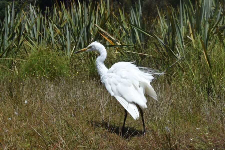 Franz Josef Glacier: 2-Hour Scenic Lake Mapourika Cruise - Why Choose This Tour?