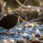 Franz Josef: Half-Day Guided Tour to Okarito - Final Thoughts