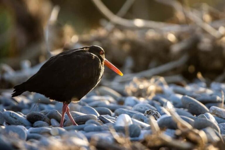 Franz Josef: Half-Day Guided Tour to Okarito - Final Thoughts