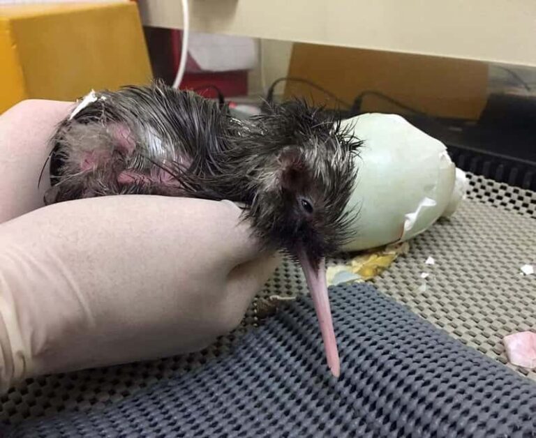 Franz Josef: Kiwi VIP Backstage Pass Tour - Why This Tour Works for You