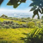 Frascati Wine Tasting Tour: The Flavors of the Roman Countryside - Exploring the Frascati Wine Tasting Tour in Detail