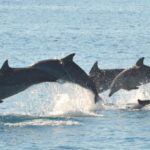Fraser Island 4-Hour Eco-Sailing Adventure - Who Should Consider This Tour?