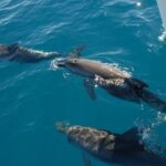 Fraser Island & Dolphin Sailing Adventure - An In-Depth Review of the Fraser Island & Dolphin Sailing Adventure