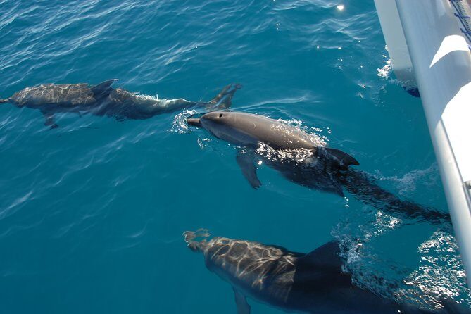 Fraser Island & Dolphin Sailing Adventure - An In-Depth Review of the Fraser Island & Dolphin Sailing Adventure