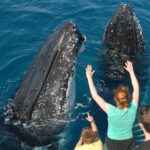 Fraser Island Whale Watch Encounter - Who Should Consider This Tour?