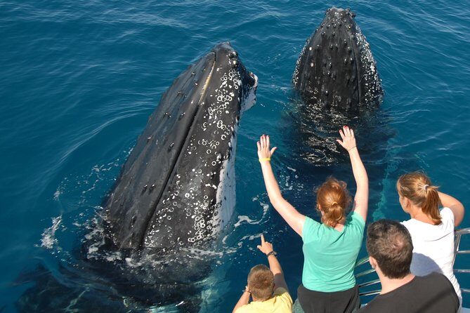Fraser Island Whale Watch Encounter - Who Should Consider This Tour?