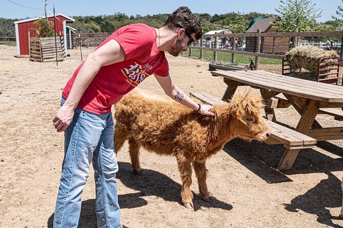 Fredericksburg Cow Cuddling - Final Thoughts: Who Should Consider It?