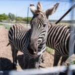 Fredericksburg Safari Tour With Wine Tasting - The Authentic Touch: Why This Tour Resonates