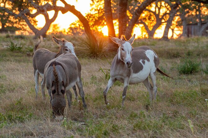 Fredericksburg Safari Tour Without Wine Tasting - Who Should Consider This Experience?