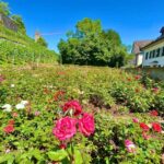 FREE PHOTO near Zurich Rapperswil: Castle, Rose Old Town - Who Will Enjoy This Tour Most