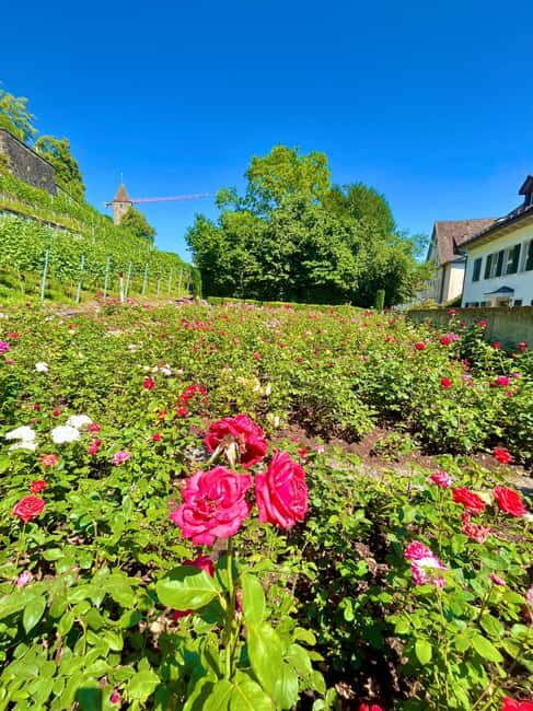 FREE PHOTO near Zurich Rapperswil: Castle, Rose Old Town - Who Will Enjoy This Tour Most