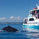 Freedom 3/4 Day Hervey Bay Premium Whale Watching Cruise - Why This Tour Offers Great Value