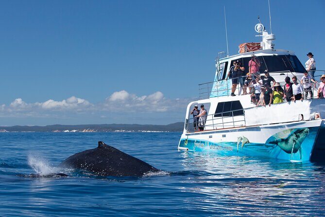 Freedom 3/4 Day Hervey Bay Premium Whale Watching Cruise - Why This Tour Offers Great Value
