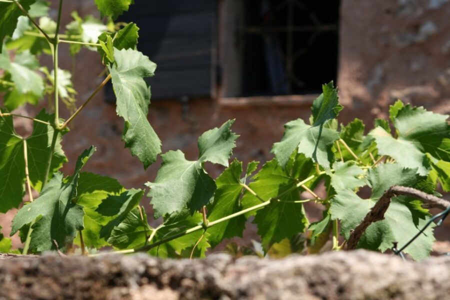 French Riviera: Provencal Wine Tour - The Value of the Tour