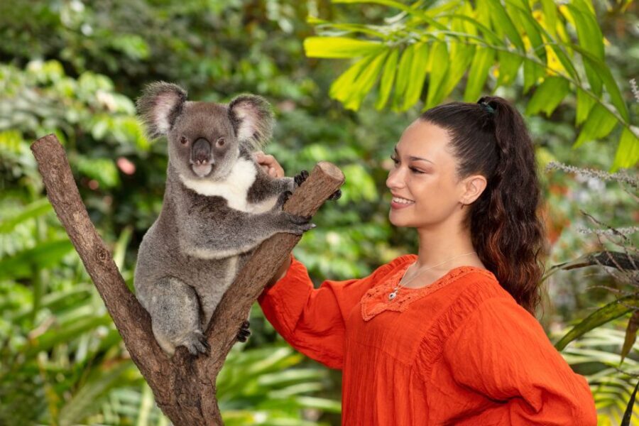 Friends in the Rainforest Package: Koala Gardens & Birdworld - The Experience in Detail