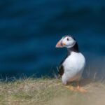 From Aberdeen: North East Coastal Trail Small-Group Tour - An In-Depth Look at the North East Coastal Trail Tour