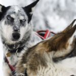 From Abisko: Dog Sledding Excursion to Kiruna with Fika - Why This Tour Offers Good Value