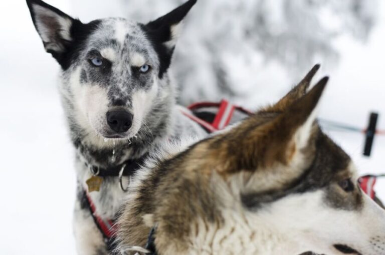 From Abisko: Dog Sledding Excursion to Kiruna with Fika - Why This Tour Offers Good Value