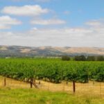 From Adelaide: McLaren Vale Winery Tour with Hahndorf Stop - A Closer Look at the Tour Experience