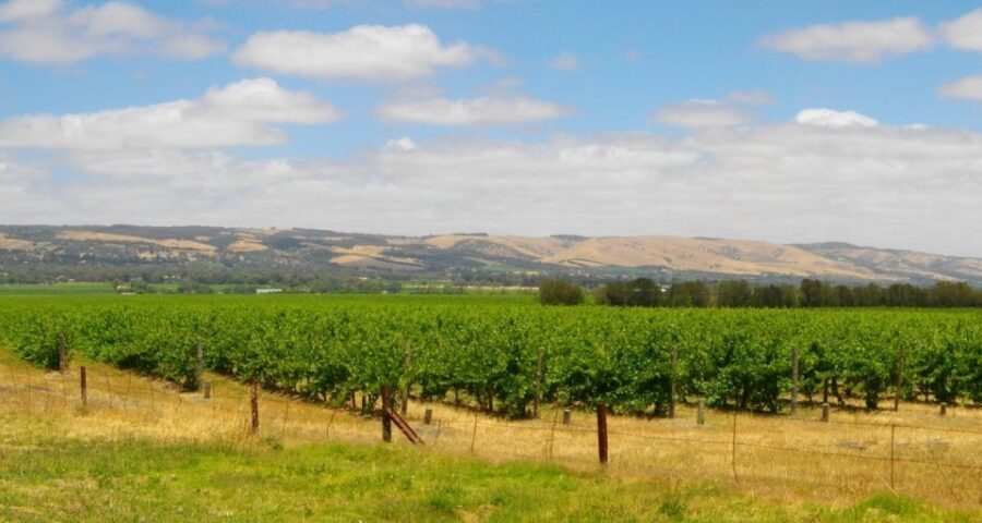 From Adelaide: McLaren Vale Winery Tour with Hahndorf Stop - A Closer Look at the Tour Experience