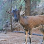 From Agia Galini/Matala: Samaria Gorge Hiking Tour - The Sum Up