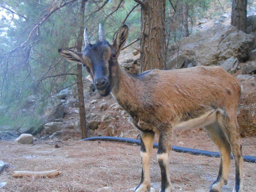 From Agia Galini/Matala: Samaria Gorge Hiking Tour - The Sum Up