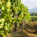 From Aix-en-Provence: Châteauneuf du Pape Wineries Day Trip - Morning Wine Tasting: Savoring the Reds and Whites