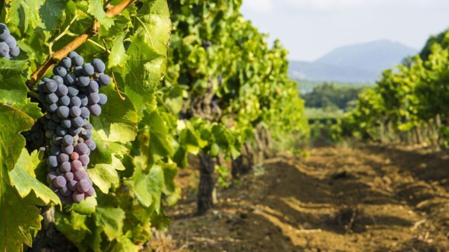 From Aix-en-Provence: Châteauneuf du Pape Wineries Day Trip - Morning Wine Tasting: Savoring the Reds and Whites
