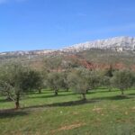 From Aix-en-Provence: Half-day Wine Tour Cezanne Countryside - Exploring the Details: What to Expect